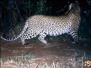 Leopard caught in camera trap.