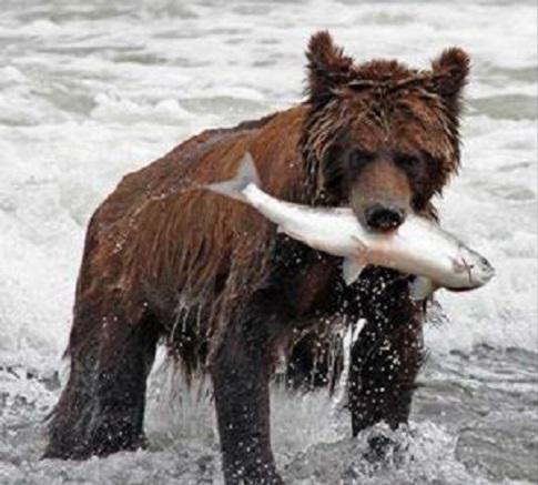Bear and salmon. © Arbuzov.