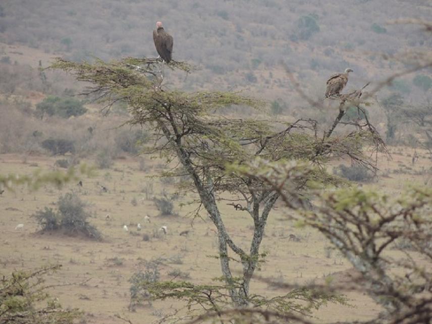 During transect survey, the White-backed Vulture (right) and the Lapped-faced Vulture (left) were found scanning the landscape from the top of a large acacia tree near Klein's Camp in the Ololosokwan village.