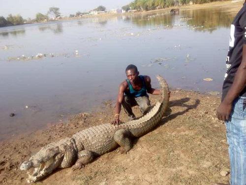 Project Leader Albert Chambichoga with a tamed Nile Crocodile.