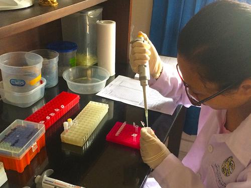 Laboratory analysis to gather genetic information from illegal traded sea turtle samples.