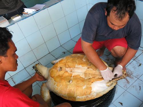 Sample collection from live sea turtle caught from illegal trade in Bali.