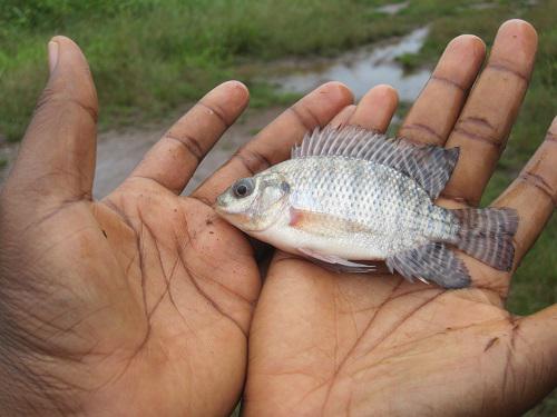 Nile tilapia harvested from the Afram River in 2014. © Gifty Anane-Taabeah