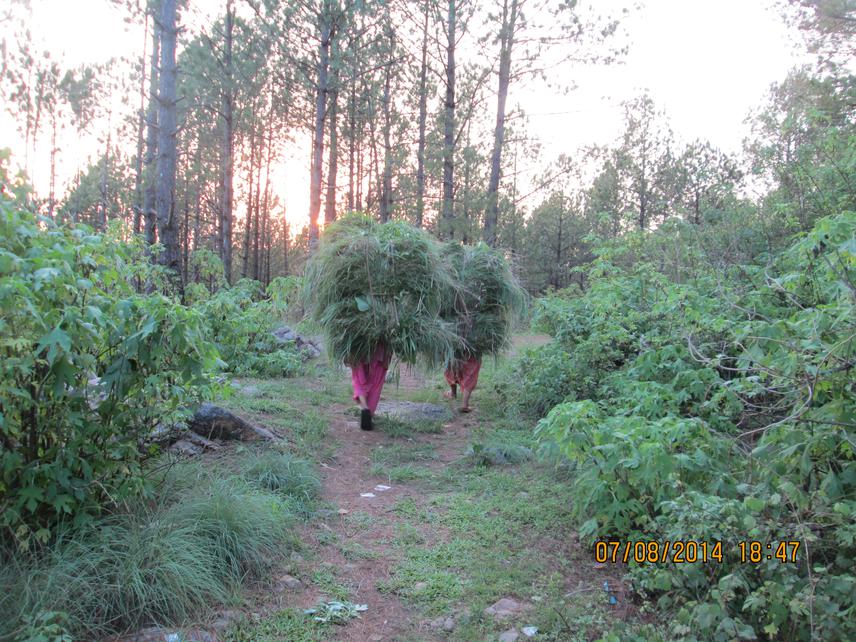 Women carrying fodder-grass collected from the forest.