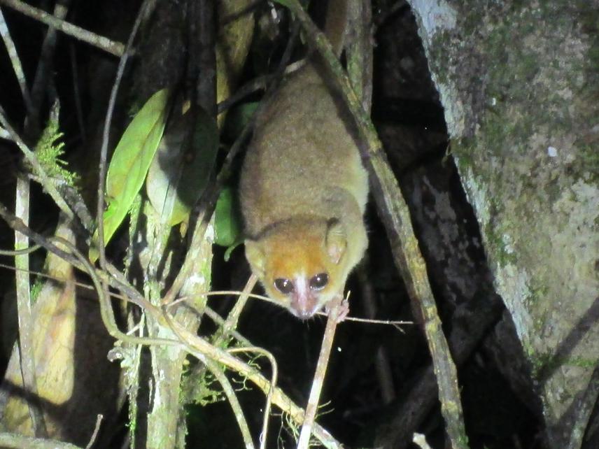 Mouse lemur (Microcebus rufus) spotted during the fieldwork.