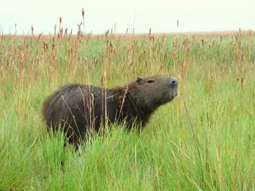 Capybara, principal prey of jaguars. © Belen Avila.