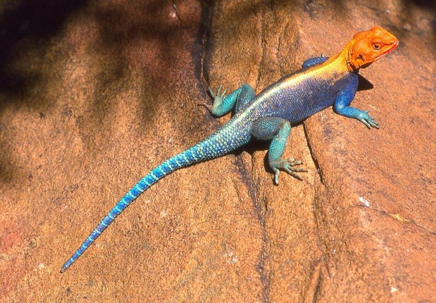 Agama (agama) lionotus, among the target species in the project for conservation education. © Kenya Reptile Atlas.