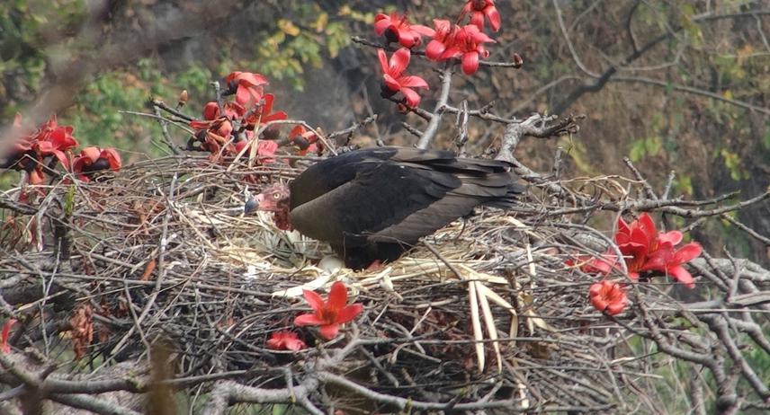 Red-headed vulture in nest.