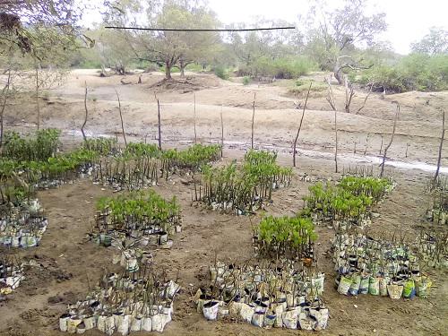 A section of Mwache Mangrove  degraded site. © George Onduso, Kenya Marine and Fisheries Research Institute