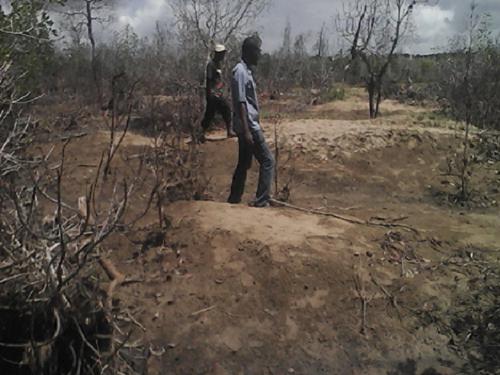 Mangroves death due to  sedimentation. © George Onduso, Kenya Marine and Fisheries Research Institute