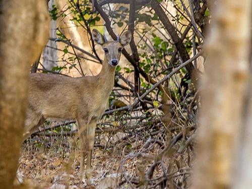 Four Horned Antelope. ©Dhawal Mehta.