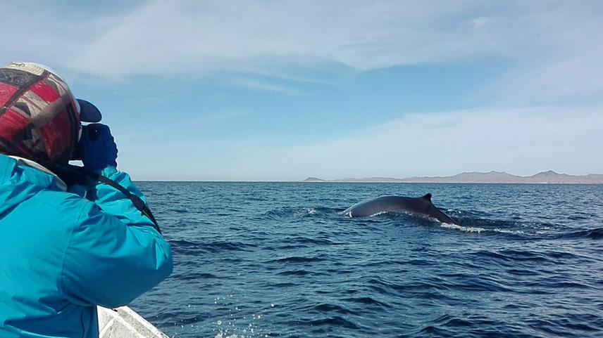 Team of researchers taking a photograph of the back of the fin whale in the area of Puerto Peñasco, Sonora. © B.M. Omar Garcia Castañeda.