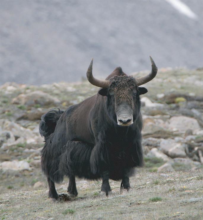 Wild yak with its dung, Upper Humla. © Naresh Kusi.