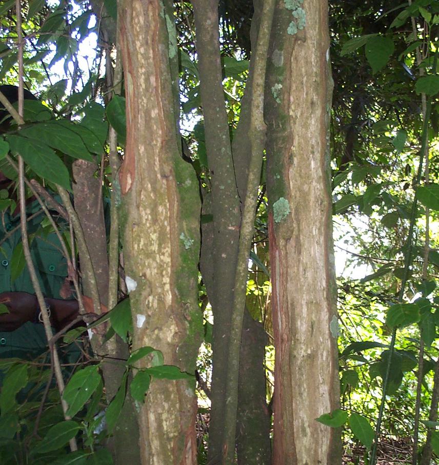Rytigynia kigeziensis shrub like tree that has been debarked for bark used to treat intestinal worms in children.