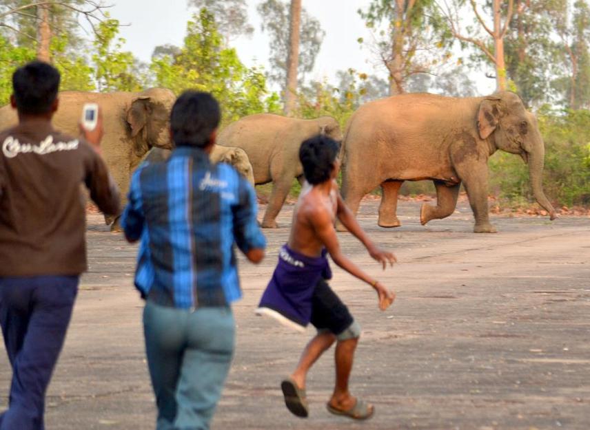 Samya Basu - Living with Elephants: Conservation of Endangered Asian  Elephants and Threatened Corridors through Human-Elephant Interaction  Mitigation in West Bengal, India - The Rufford Foundation