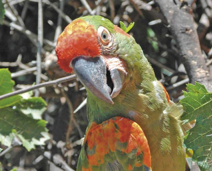 Red-fronted macaw.