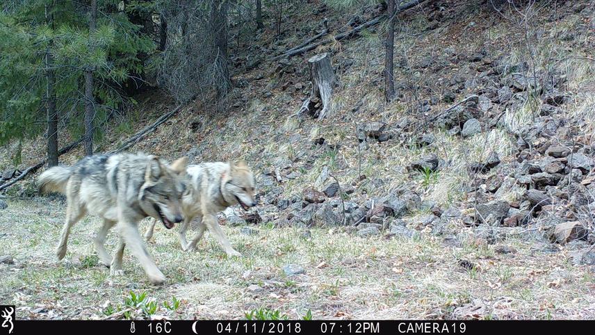 Mexican wolf - Canis lupus baileyi. ©UNAM-PAPIITI.
