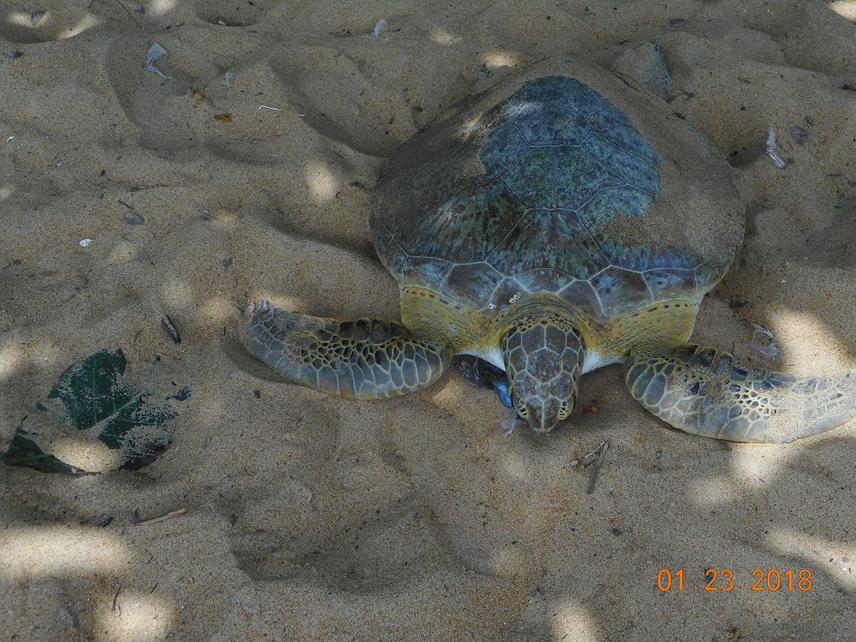Green Turtle Rescued in Samuel Brown Town. ©Reuben Chinney