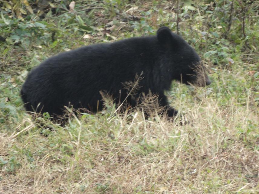 Asiatic Black Bear. © Rakesh Basnett.