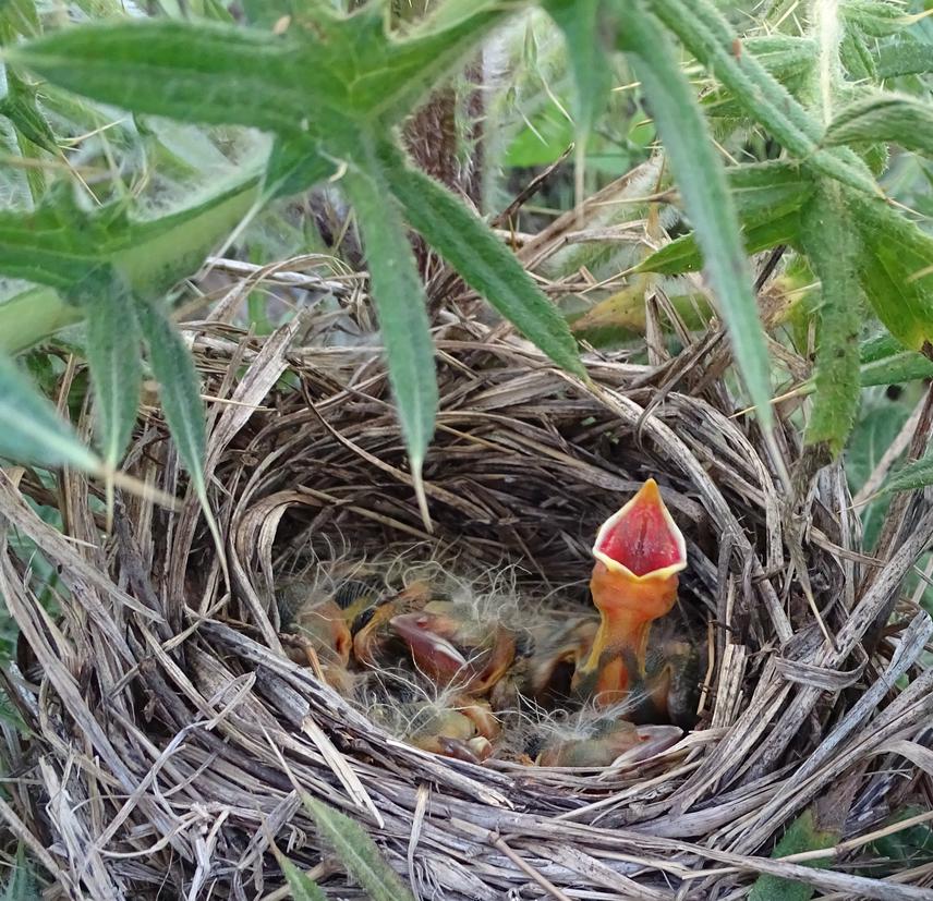 Nest of chicks.
