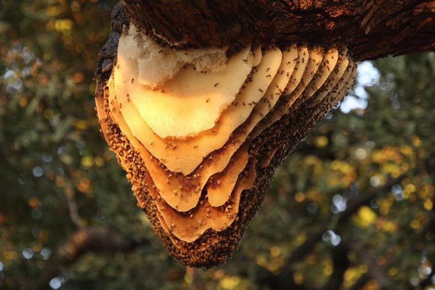 23606-1 Unusual exposed honeybee nests1.png