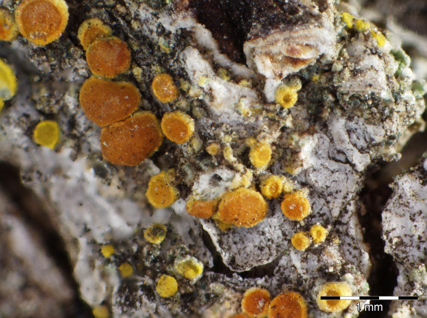 Caloplaca polycarpoides on tree bark.