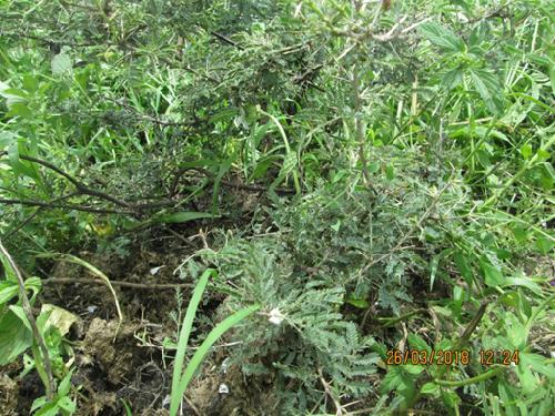 Acacia drepanolobium sapling growing out of Elephant dung.