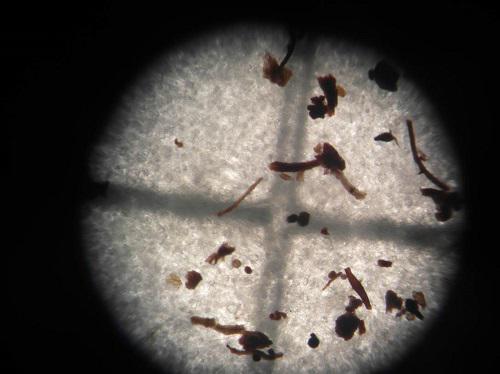 AMF Spores in Lab.