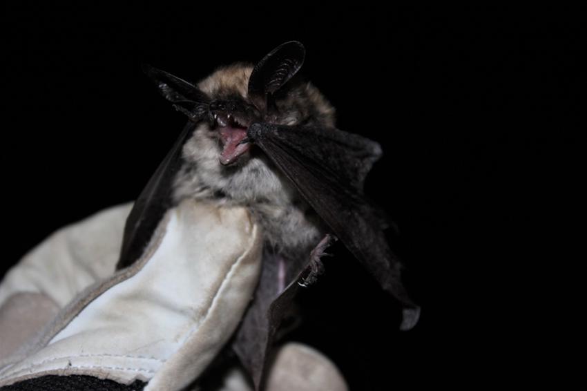 Bat captured in San Pedro Martir, Baja California