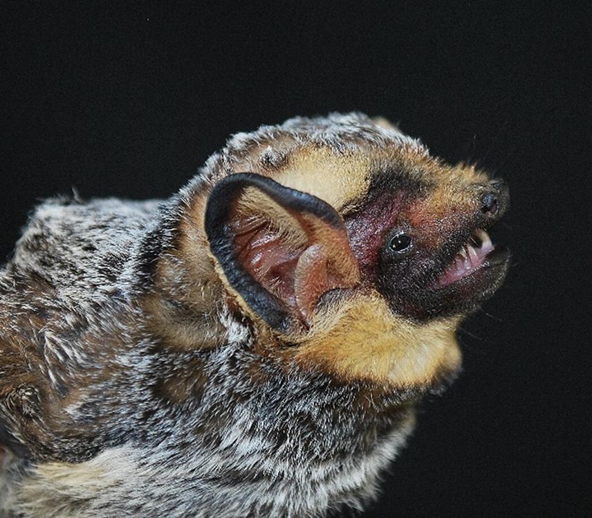 Hoary bat  (Lasiurus cinereus).