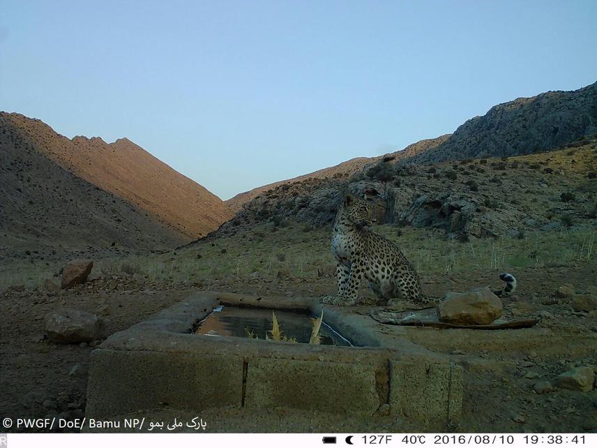 Persian Leopard.