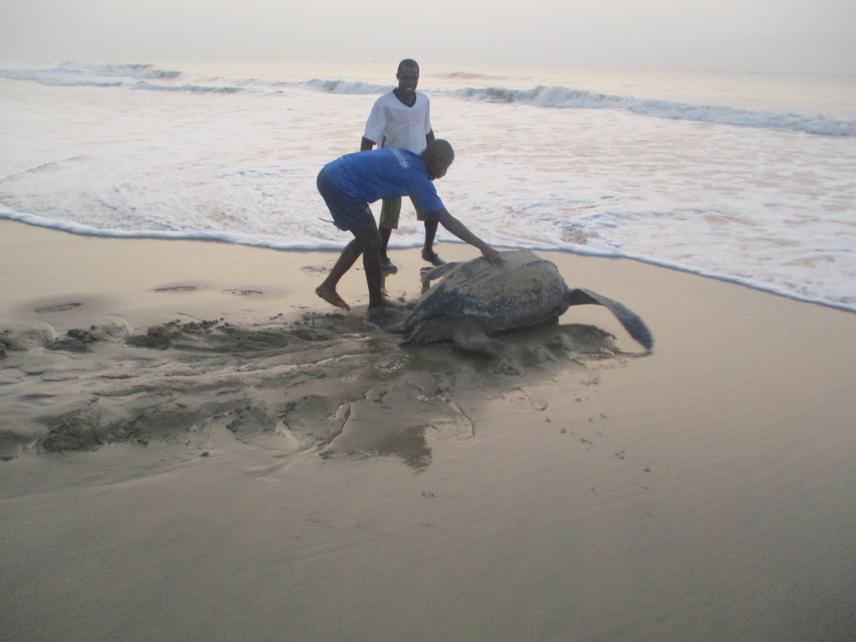 Local fishermen helping a leatherback to sea after release from a fishing nets. © Prince Yankson.