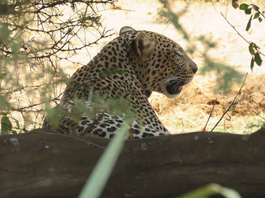 Leopard Samburu National Reserve.