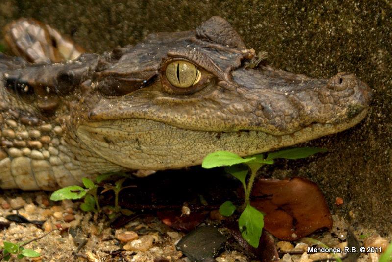 Caiman crocodilus.