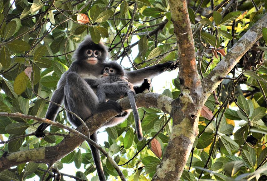 Phayre's Langur at outside of Protected Area. © Md Sabit Hasan