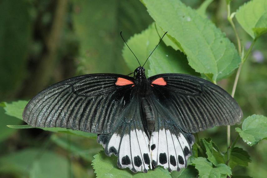Great Mormon (Papilio memnon). ©Bimal Raj Shrestha.