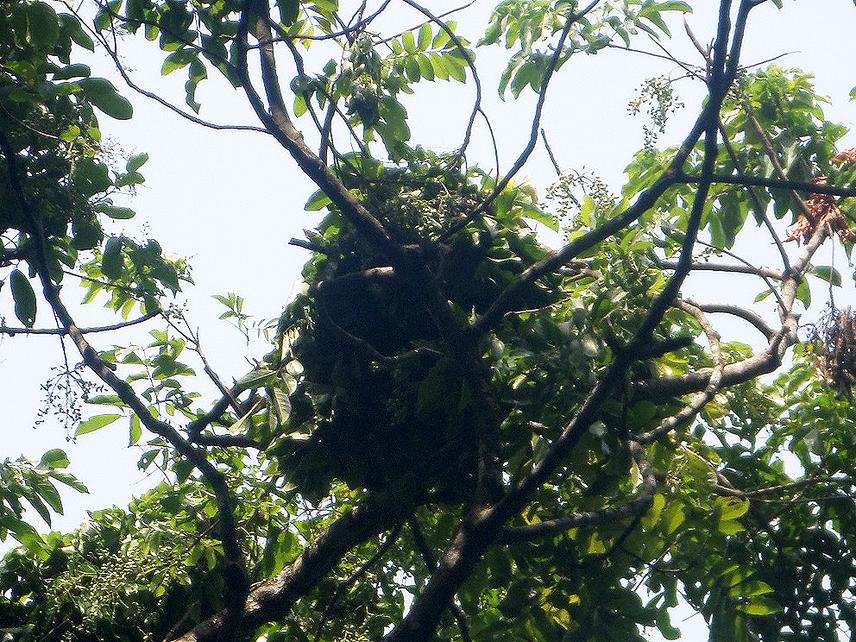 Chimpanzee nest on a tree in Kom-Wum Forest Reserve.© Fotang Chefor.