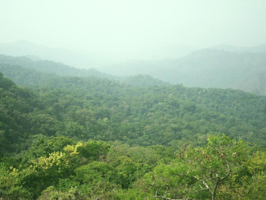 Site view of the study  Kom -Wum Forest Reserv. © Fotang Chefor, 2014