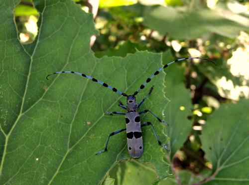 Rosalia alpina (Rosalia longicorn), threatened saproxylic beetle species. © Iva Miljevic