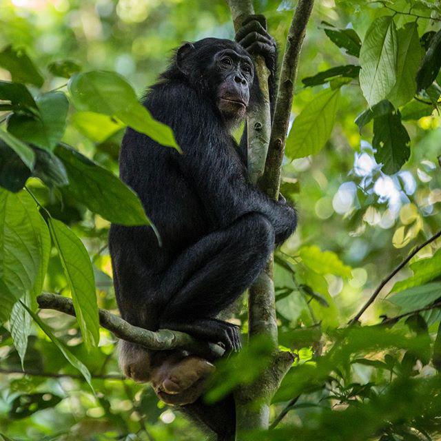 Bonobo Pan Paniscus. ©Thomas Nicolon.