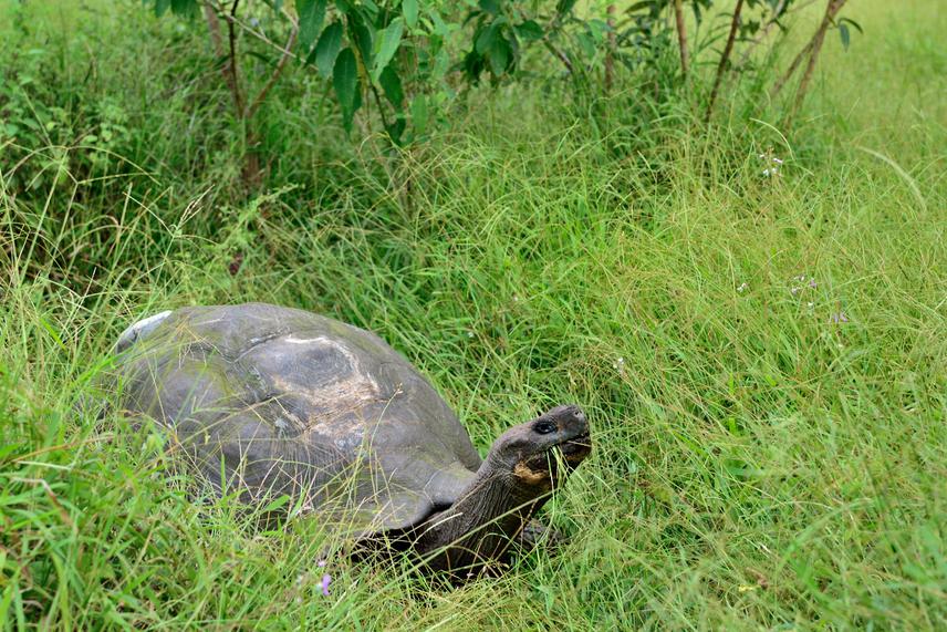 Adult male with a biologging tag. This device collects the hourly location of a tortoise through a ten-year span. It also records activity data that can be analyzed to identify potential nesting sites. ©Kamran Safi.