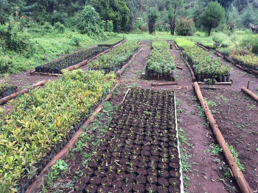 Tree nursery with indigenous species in Kaptagat forest.