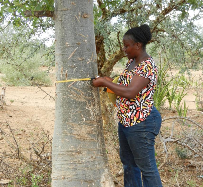 Upendo measuring the circumference of the baobab tree in Dodoma region.