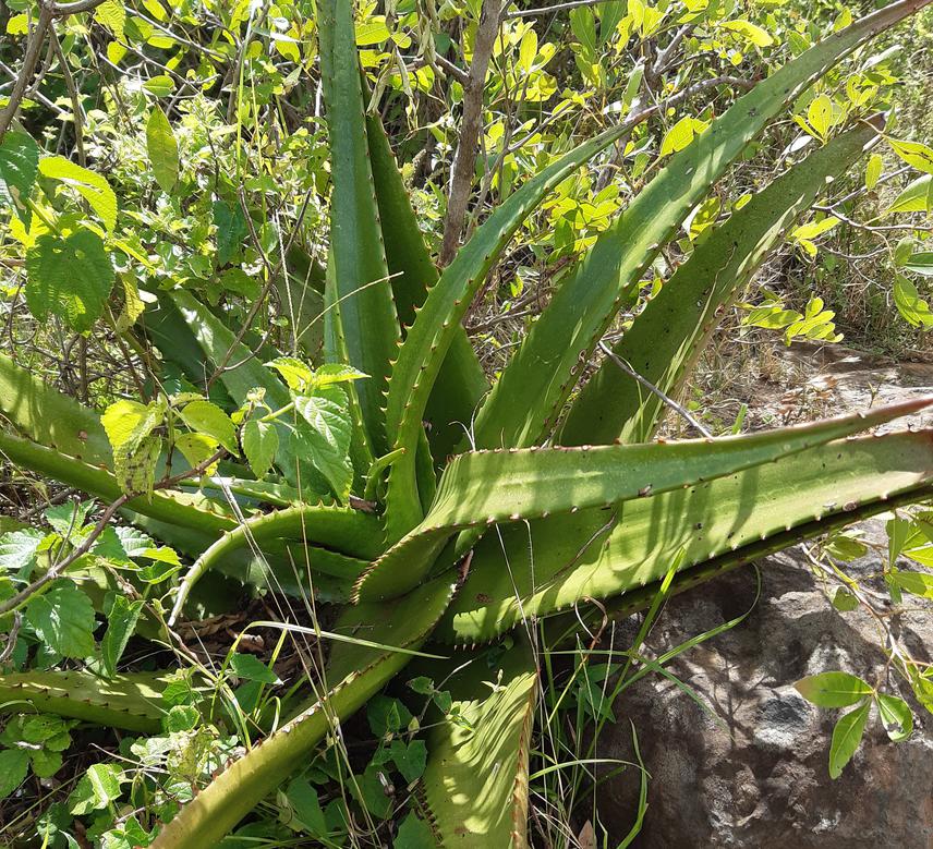 Aloe vera species.