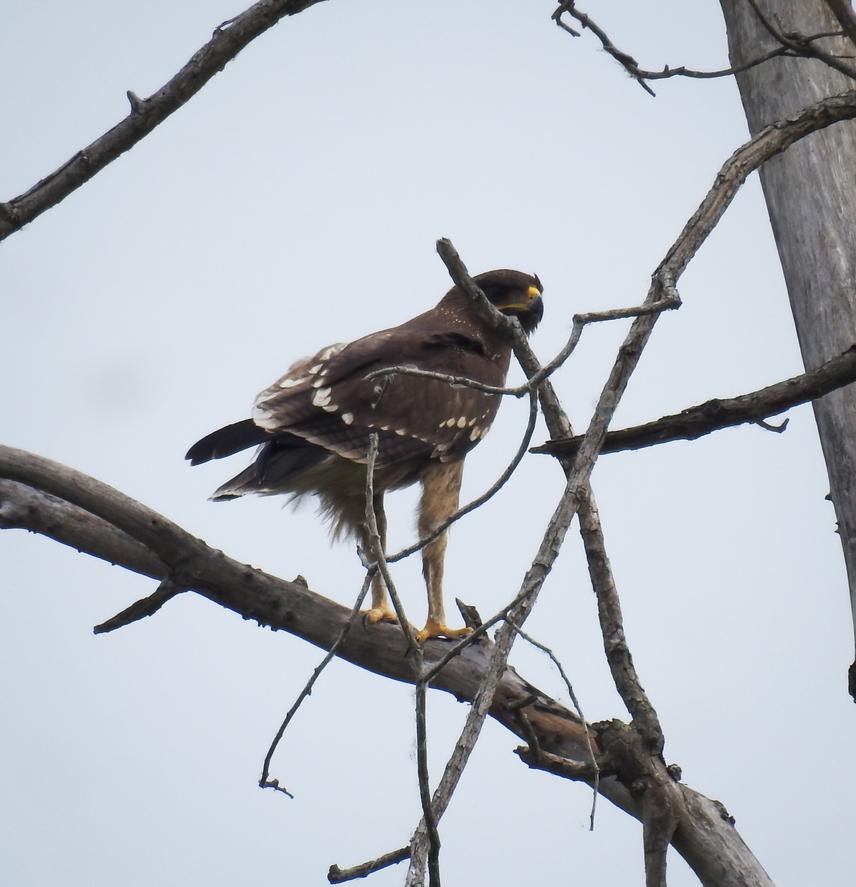 Fledged Indian Spotted Eagle of Koshi, Nest E. ©Hari Basnet.
