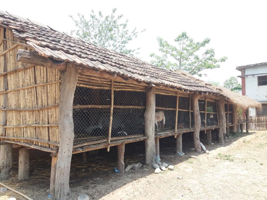 Improved livestock shed made by local farmer.