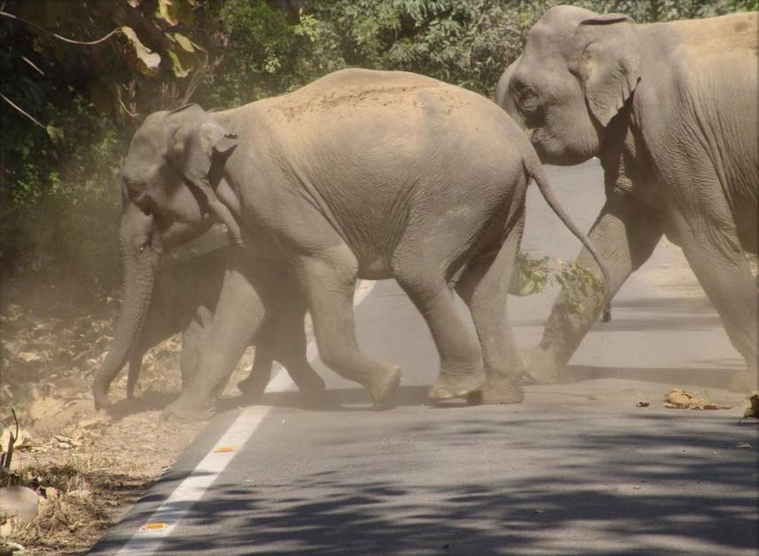 Elephants crossing the road which pass through Ramnagar forest division.