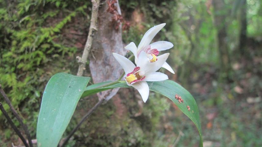 Eria coronaria, an epiphytic orchid species blossoming in winter.