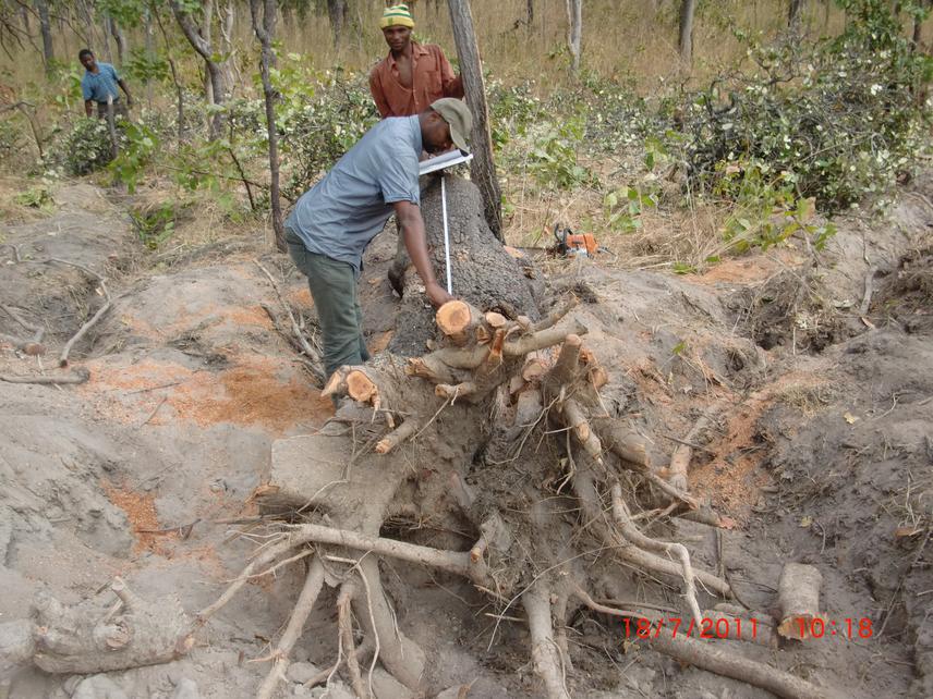 Establishment of belowground biomass estimating models in for miombo wooodlands in Katavi, Tanzania. ©Ernest Mauya