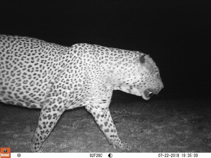 Male Sri Lankan leopard (Panthera Pardus kotiya).